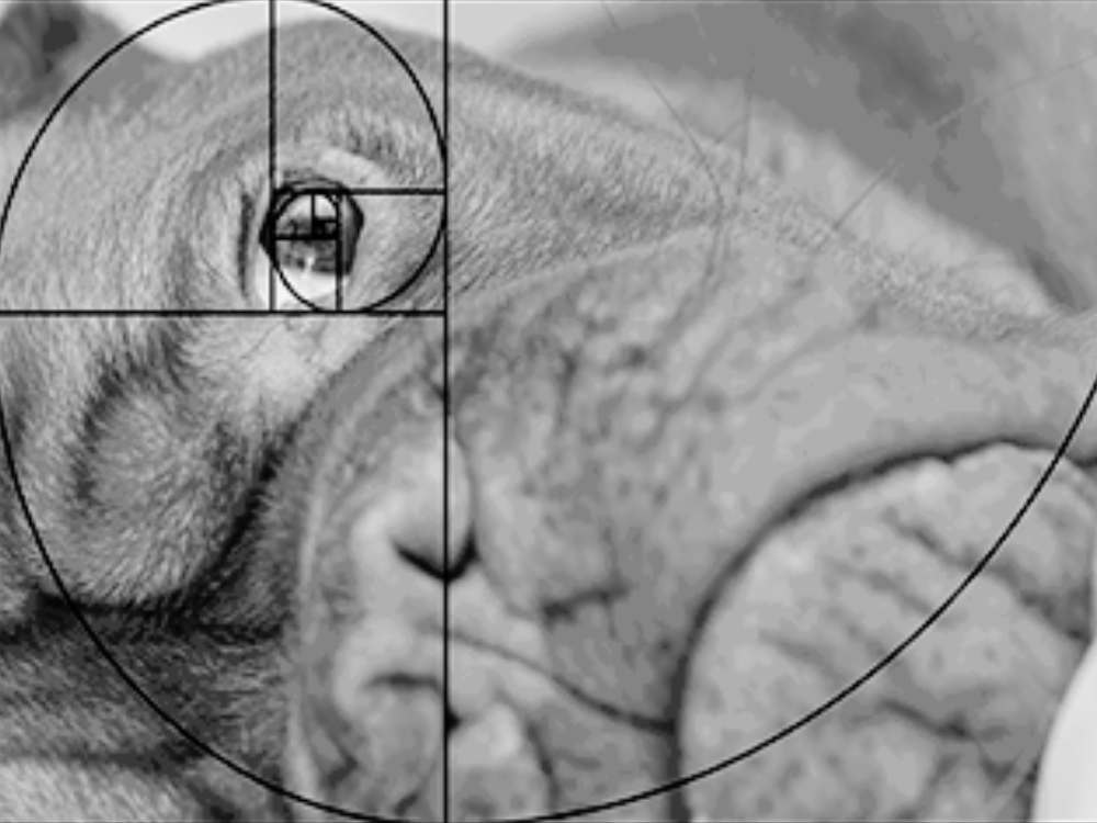 What is the rule of thirds? Here is an illustration of the Fibonacci curve